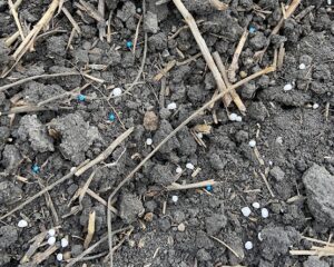Seed and fertilizer broadcast on the soil surface.