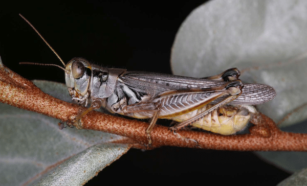 Migratory grasshopper, adult