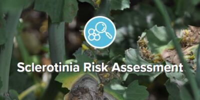 Sclerotinia risk assessment tool tile (from Canola Calculator homepage)