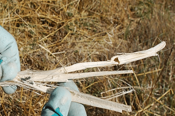 Sclerotinia sampling in a canola field (post-harvest)