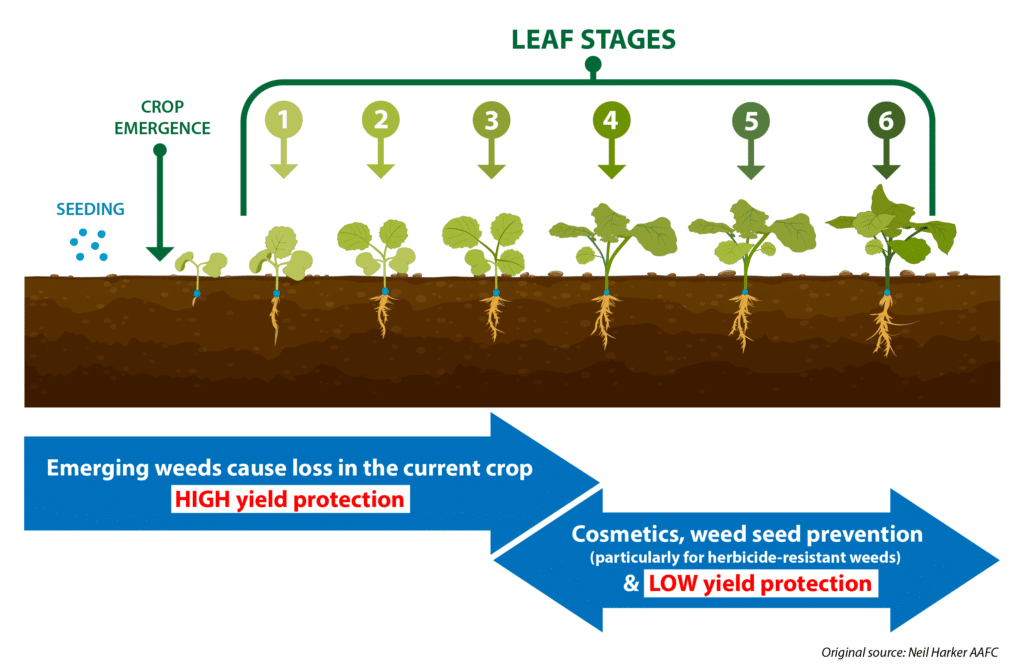 This infographic depicts the impact timing that weed control has on canola yields.