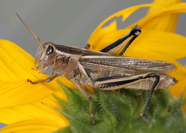 Two-striped grasshopper, adult