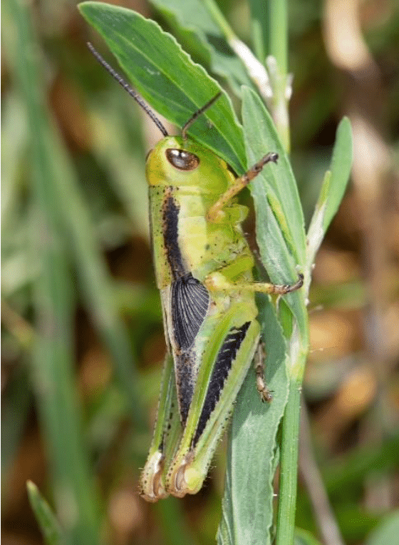 Two-striped grasshopper, fifth instar