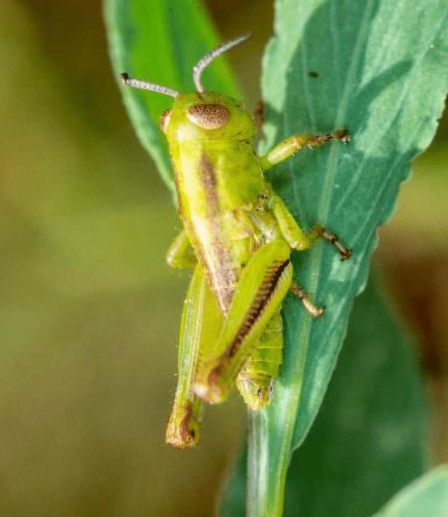 Two-striped grasshopper, third instar