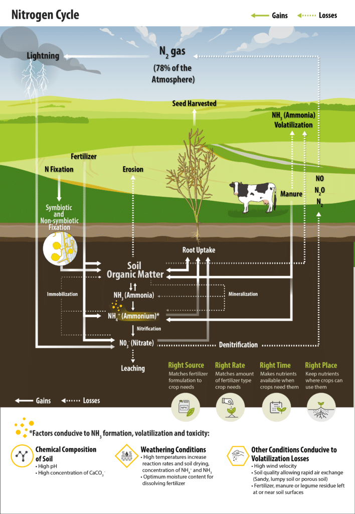 nitrogen cycle