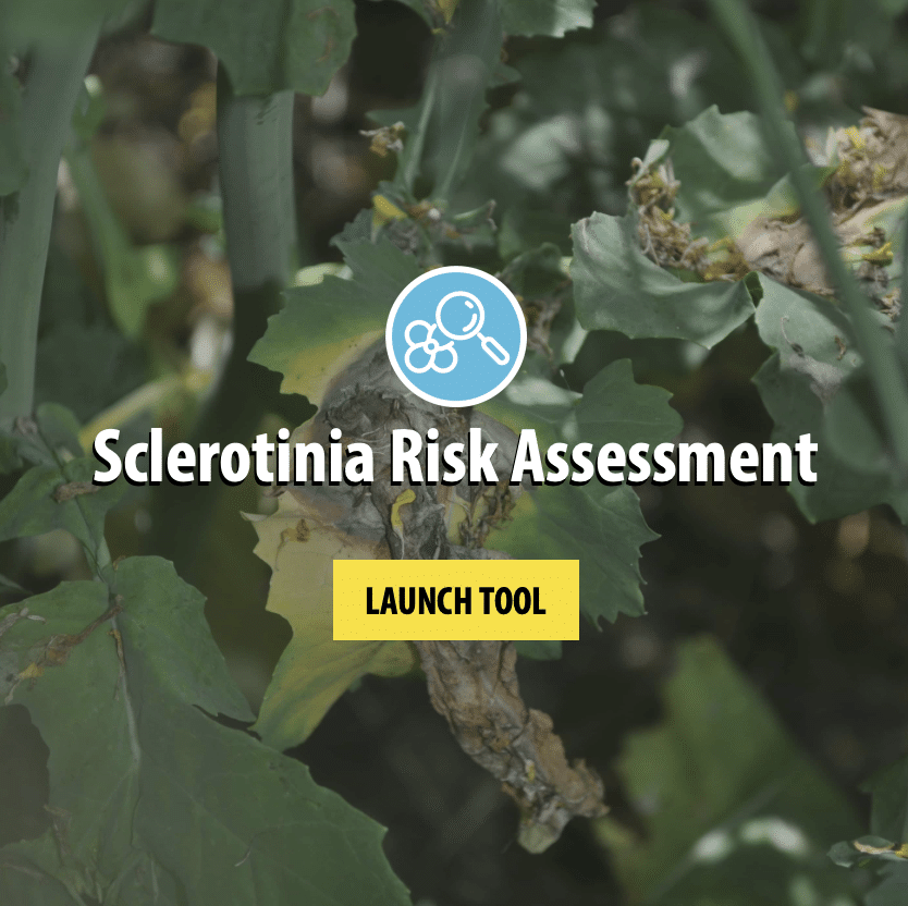 Sclerotinia risk assessment tool (accessible from the Canola Calculator)
