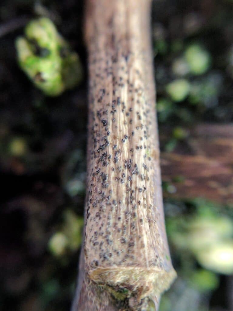 Pycnidia found on canola stem