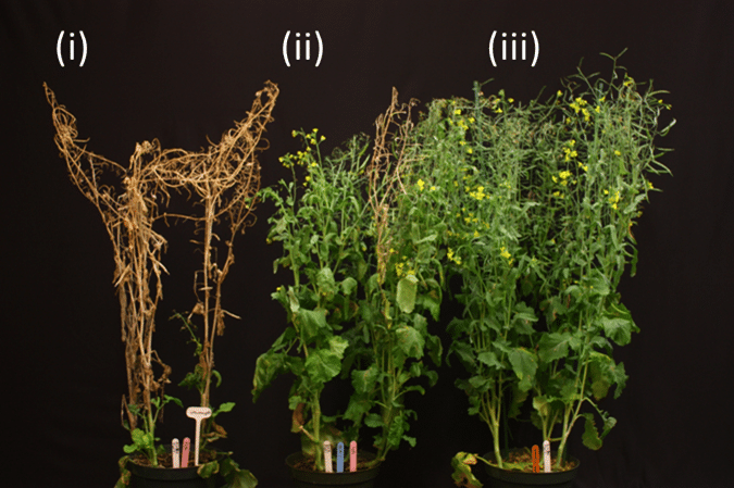 Photo of canola plants showing varying degrees of sclerotinia symptoms based on their response to the sclerotinia disease challenge