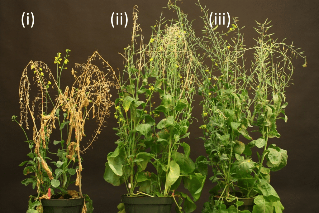 Photo of canola plants showing varying degrees of sclerotinia symptoms based on their response to the sclerotinia disease challenge