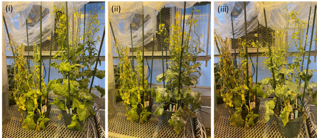 Photo of canola plants showing varying degrees of sclerotinia symptoms based on their response to the biocontrol applied.