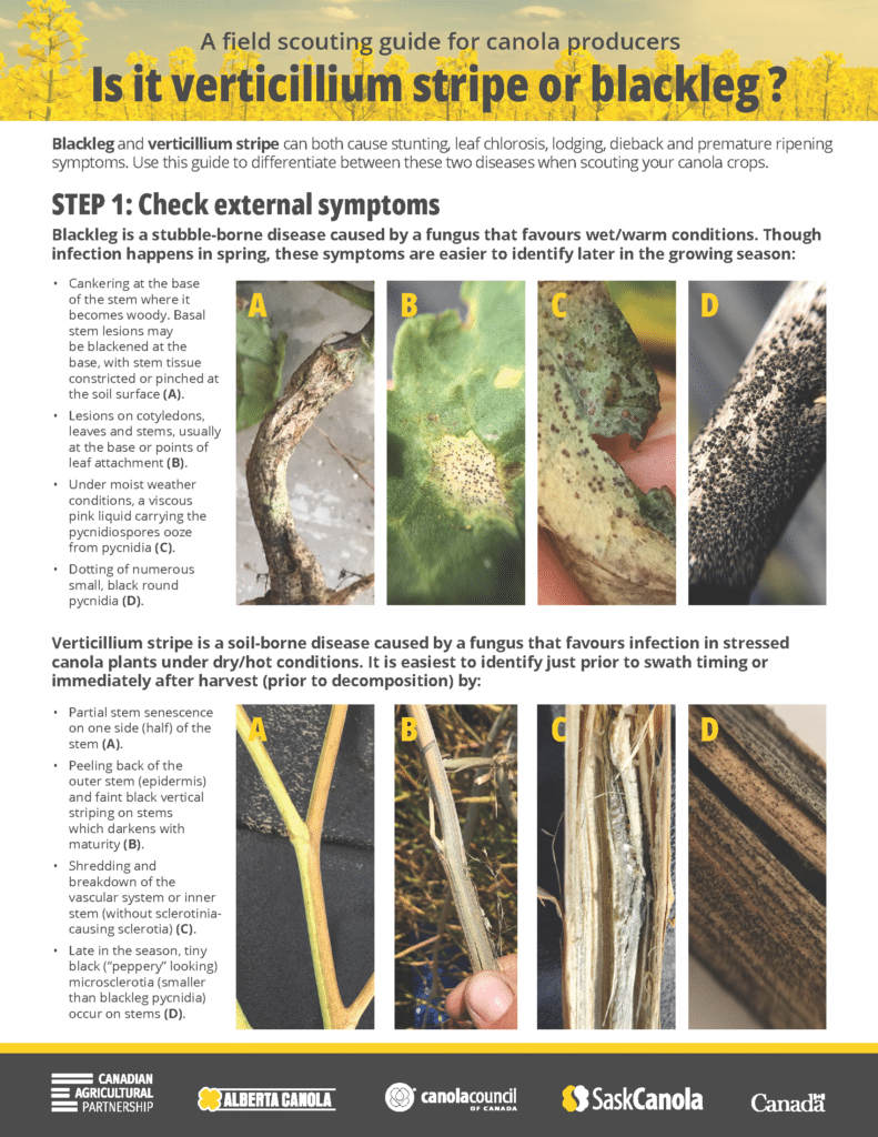 field scouting guide for verticillium stripe and blackleg in canola