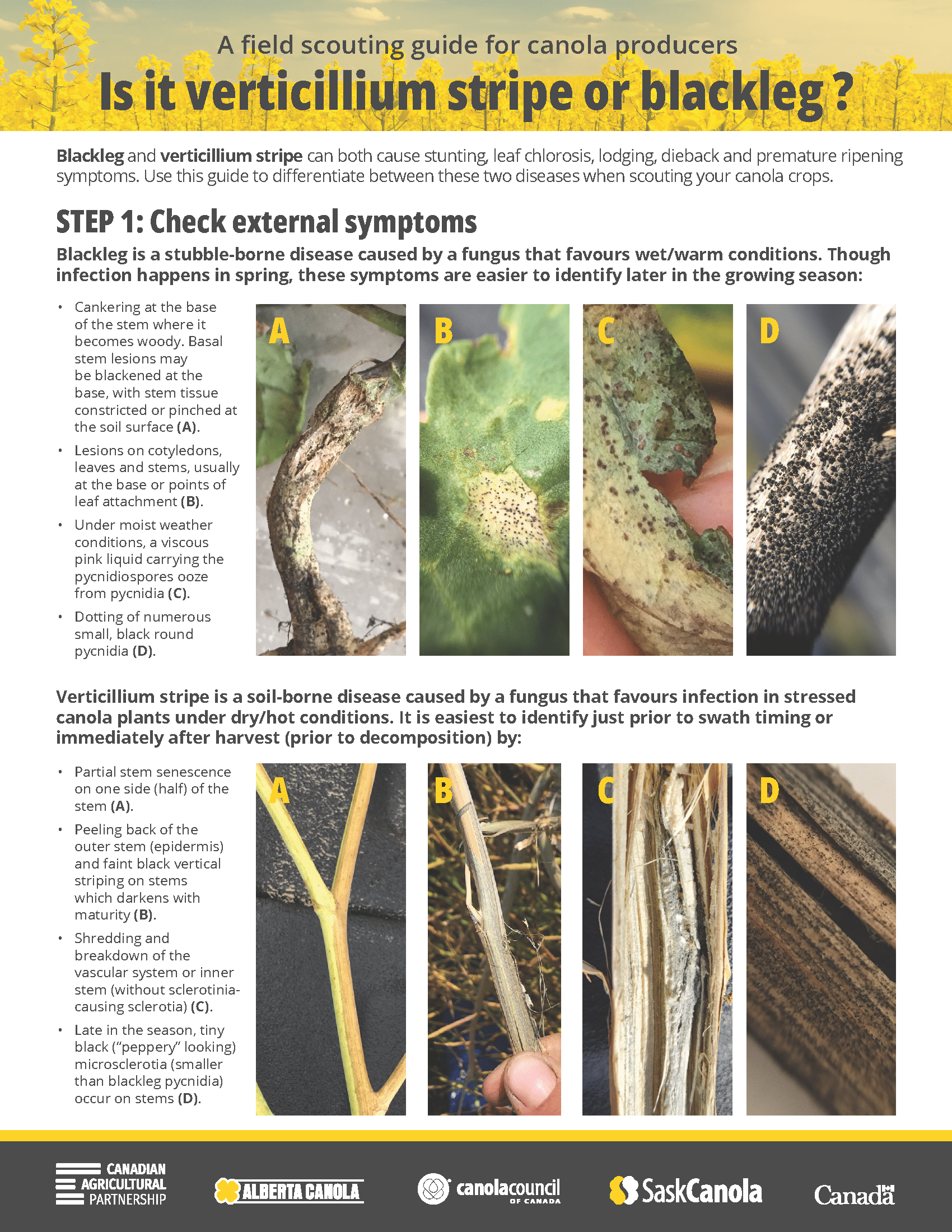 How to identify verticillium stripe | Canola Council of Canada