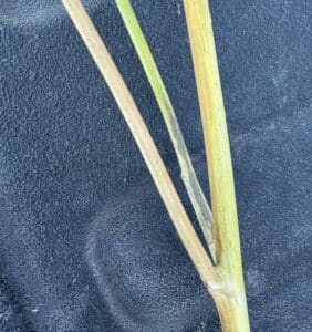 verticillium stripe