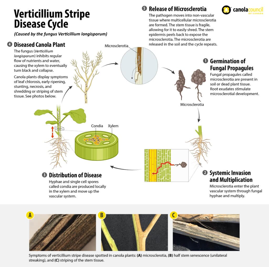 verticillium stripe disease cycle infographic