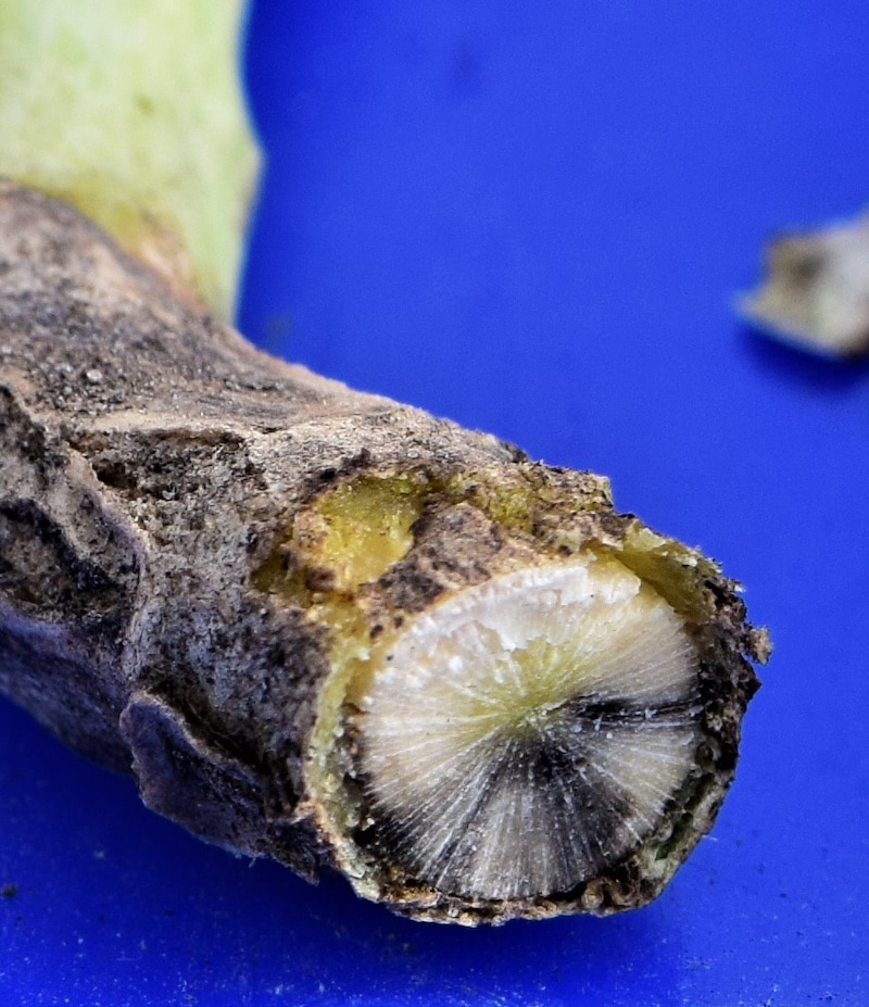 Canola stem cross section with blackleg