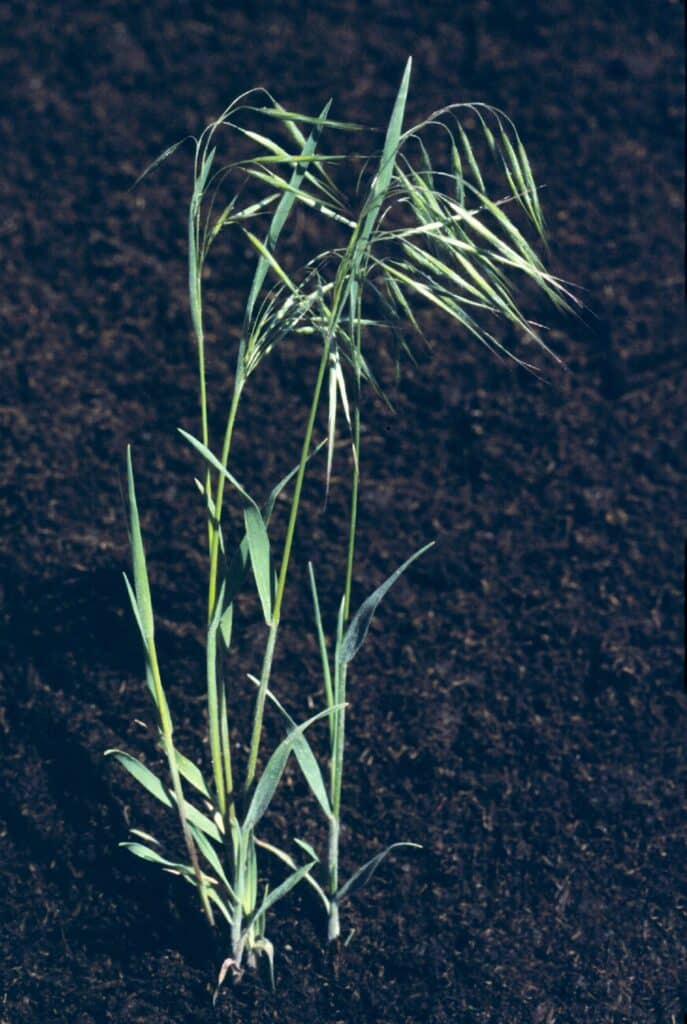 Downy brome