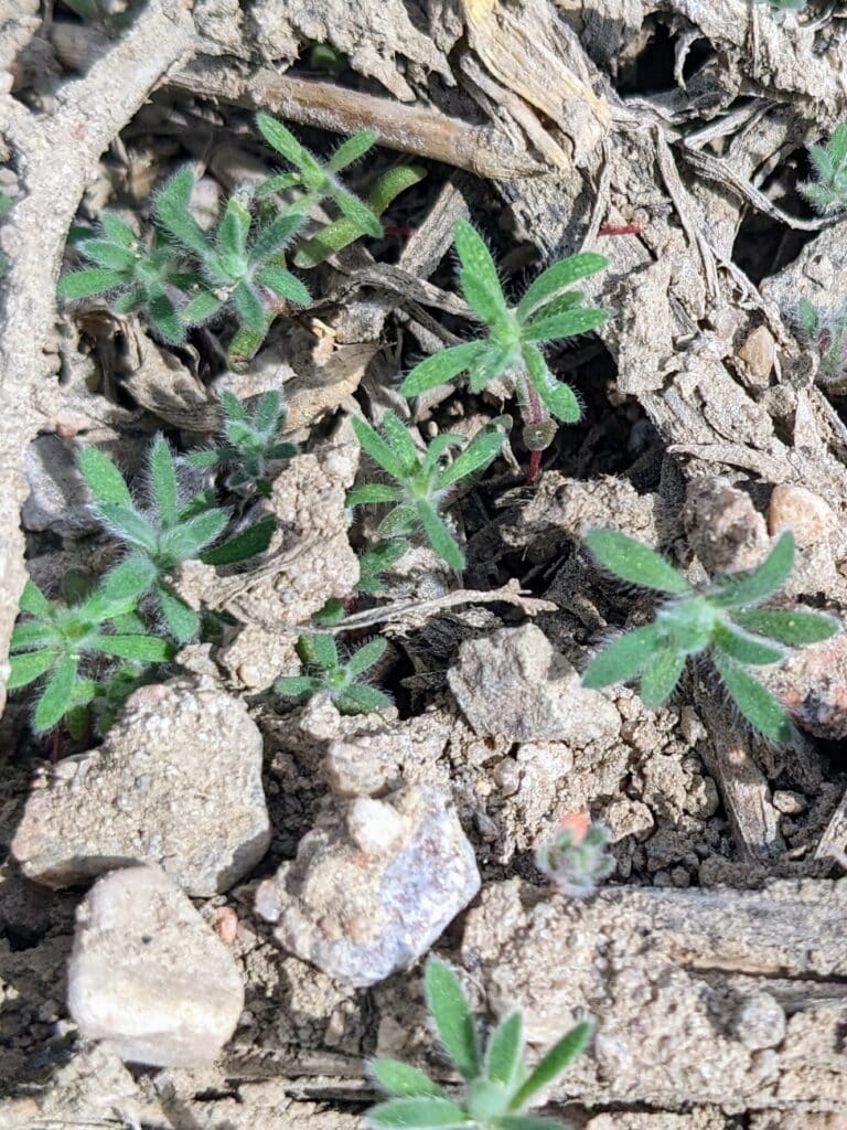 young kochia plants in a field