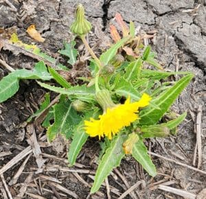 Perennial sow thistle