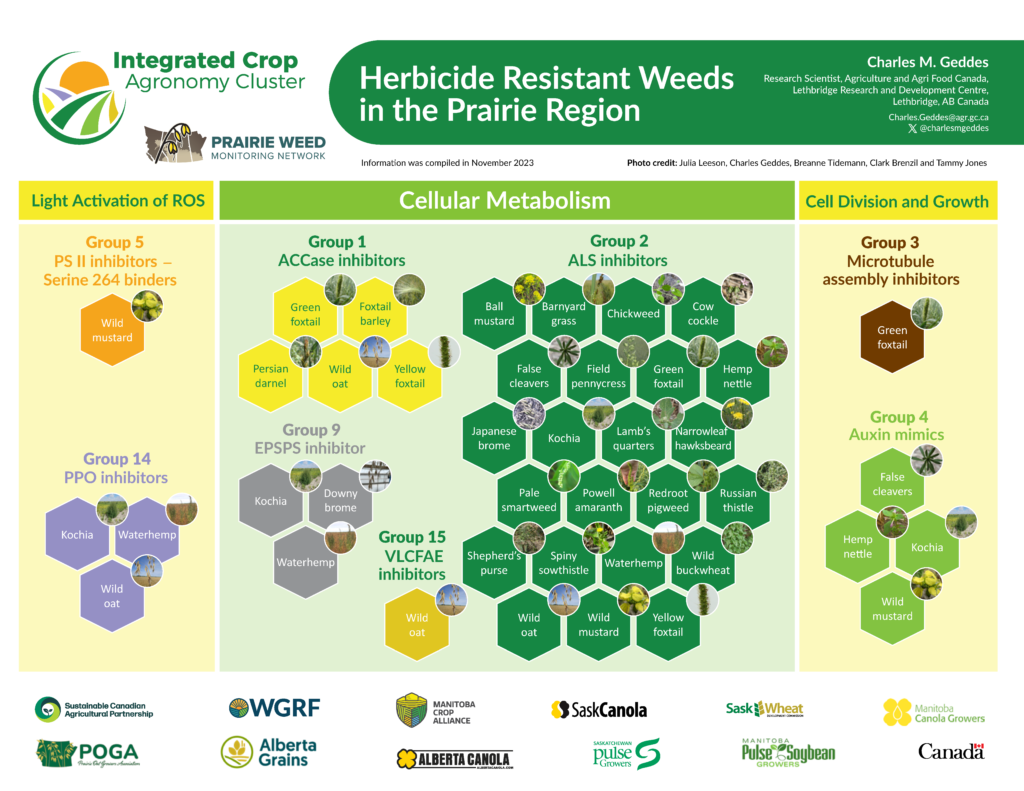 Herbicide Resistant Weeds in the Prairie Region infographic