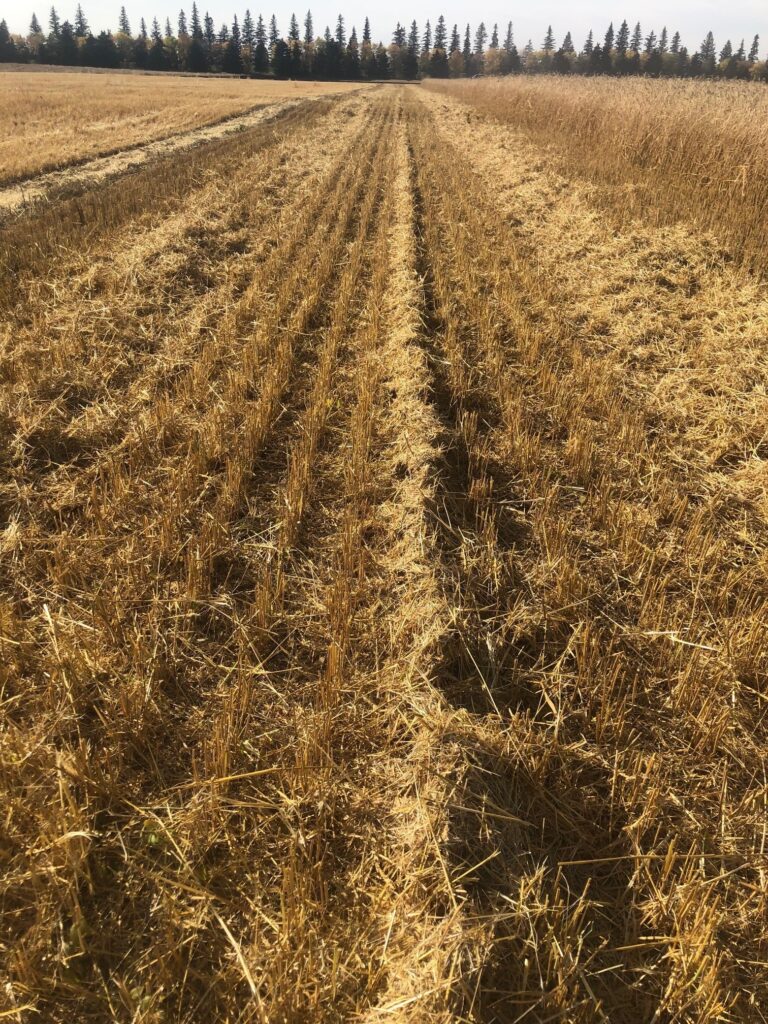 The narrows strips of chaff (in a harvested cereal field) called chaff lines.