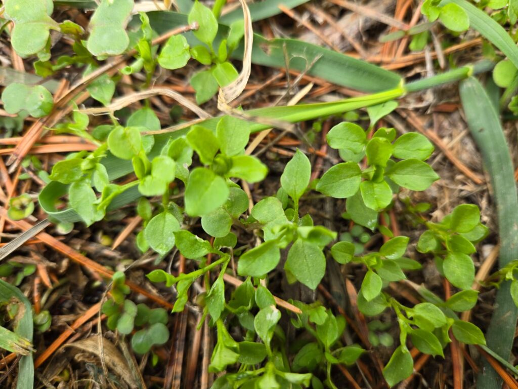 Chickweed seedlings