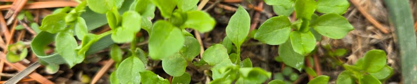 Chickweed seedlings