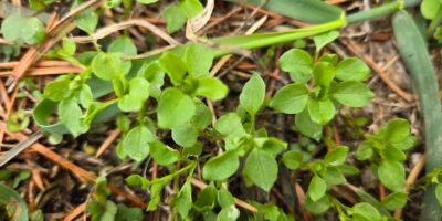 Chickweed seedlings