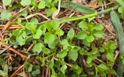 Chickweed seedlings