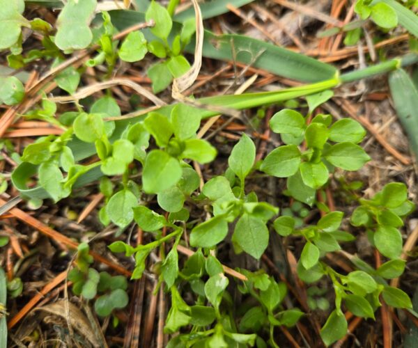 Chickweed seedlings