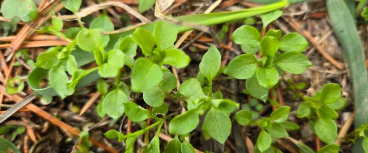 Chickweed seedlings