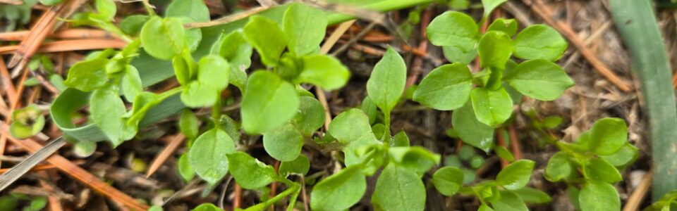 Chickweed seedlings