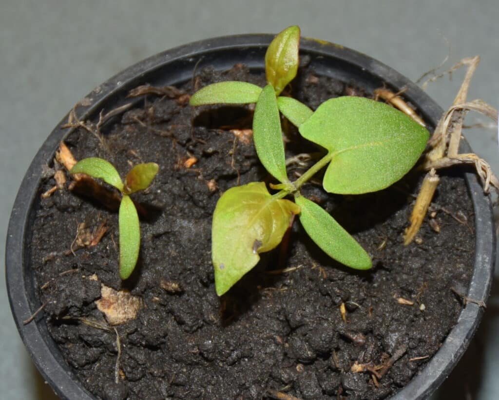 Wild Buckwheat seedlings;