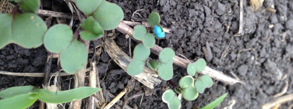 growing canola seedlings