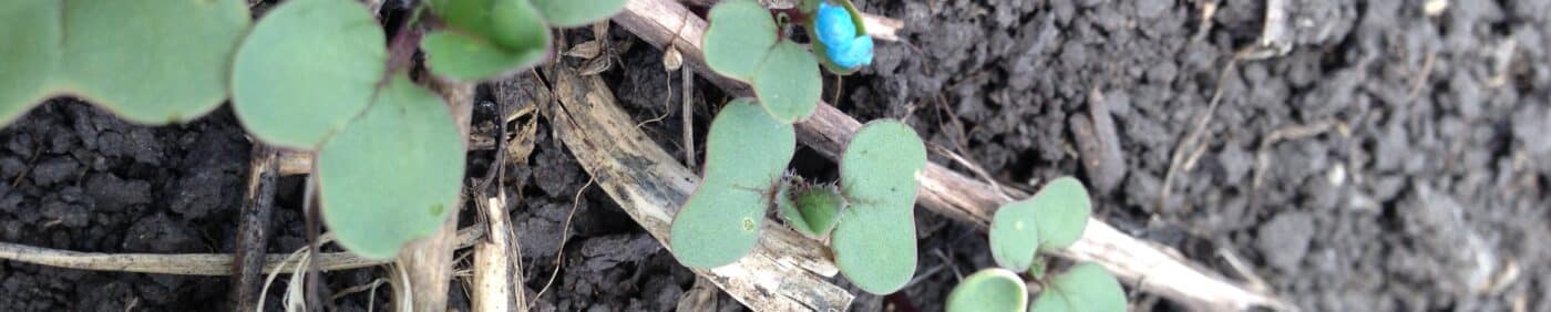 growing canola seedlings