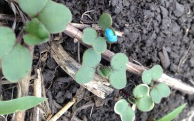 growing canola seedlings