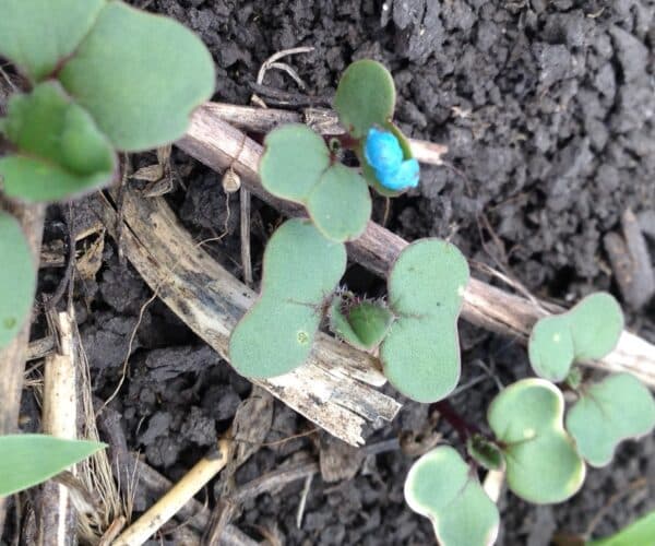 growing canola seedlings