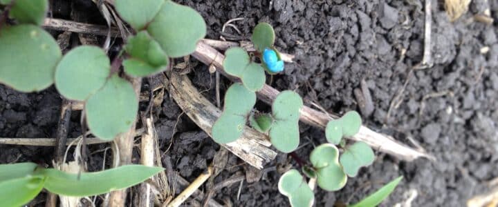 growing canola seedlings