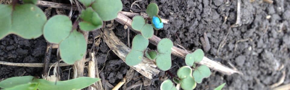 growing canola seedlings