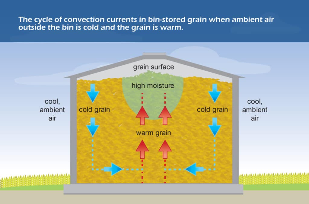 A Canadian Grain Commission graphic depicting temperature cycles in a grain-filled bin when the grain is warm and the air outside is cold.